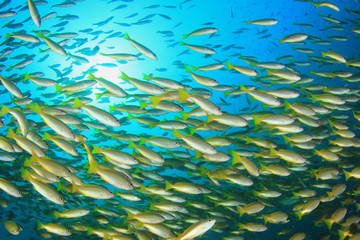 Fototapeta na wymiar School yellow fish: Bigeye Snappers