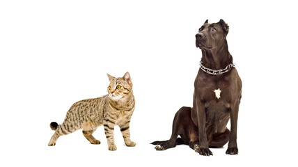 Fototapeta premium Dog breed Staffordshire Terrier and cat Scottish Straight 