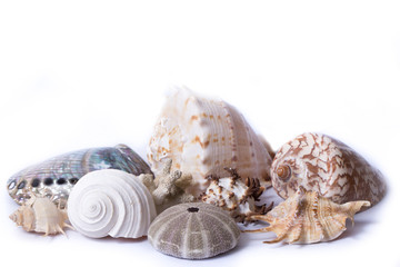 Seashell
