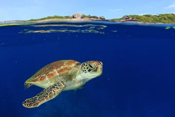Stickers muraux Tortue Green Sea Turtle swims in clear blue sea of Similan Islands