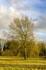 Winter coutryside scene