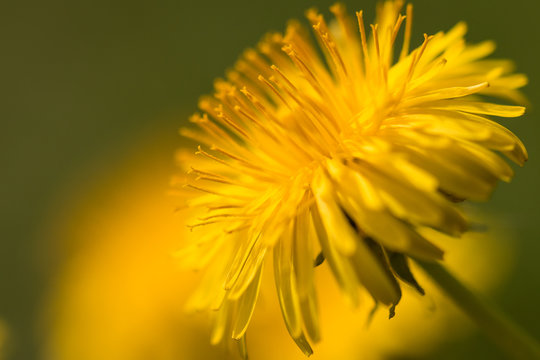 Fototapeta Nahaufnahme eines Löwenzahn mit verschwommenem Hintergrund