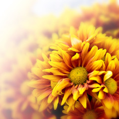 Chrysanthemum flower on nature background