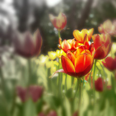 Fototapeta premium Tulips flower on nature background