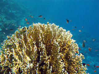 Fototapeta na wymiar coral reef with great fire coiral, underwater