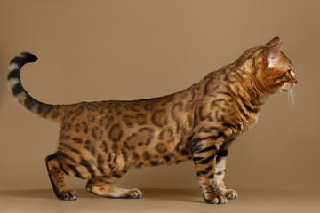 Beautiful Bengal Cat Stands on Brown background