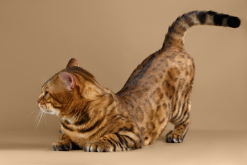 Bengal Cat on Brown background 