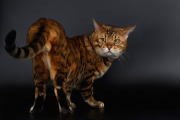 Bengal Cat looking back on his tail