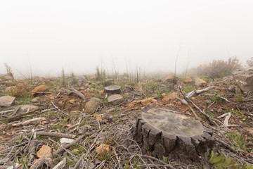 forest clearing landscape in thick fog