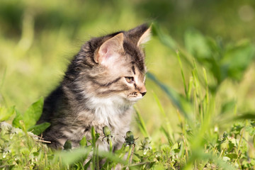 Naklejka na ściany i meble small fluffy kitten walking in grass