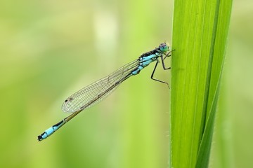 Damigella posata su una canna palustre(Ischnura elegans, male)