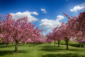 Rosa blühende Kirschbäume im Frühling