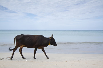 Cattle walking in Uppuveli beach, Sri Lanka