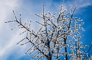 Led cherry tree twigs over blue sky