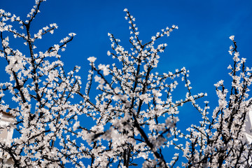 Led cherry tree twigs over blue sky