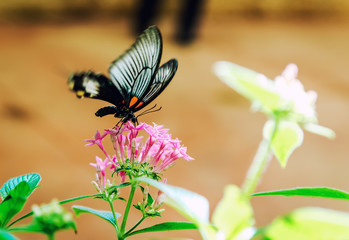 Fototapeta premium Butterfly on a flower