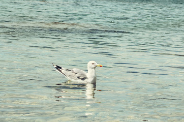 Fototapeta na wymiar Seagull in sea