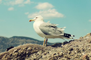 one seagull