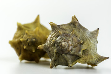 Market Bolinus brandaris, an edible marine gastropod mollusk.