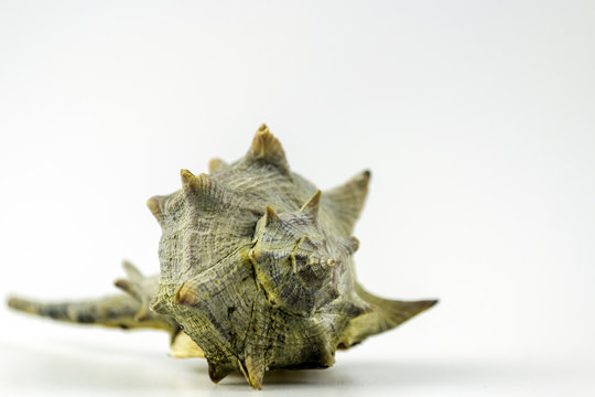 Market Bolinus brandaris, an edible marine gastropod mollusk.