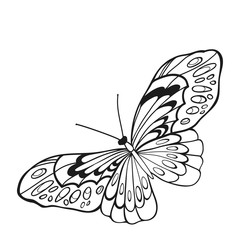 Black and white butterfly with open wings in a top view.