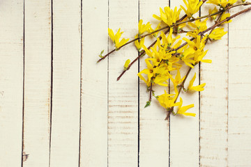 Background with fresh  yellow flowers