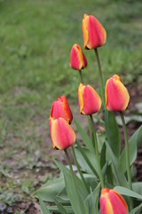 красивые тюльпаны