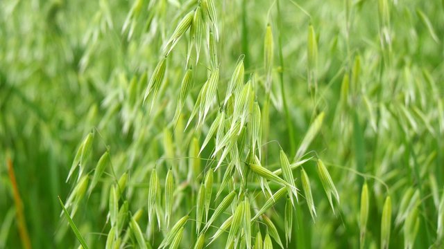 Unripe Oat field, green (4K)
