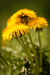 Nahaufnahme eines Löwenzahn