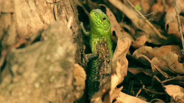 Macro shot of the green lizard in foliage.