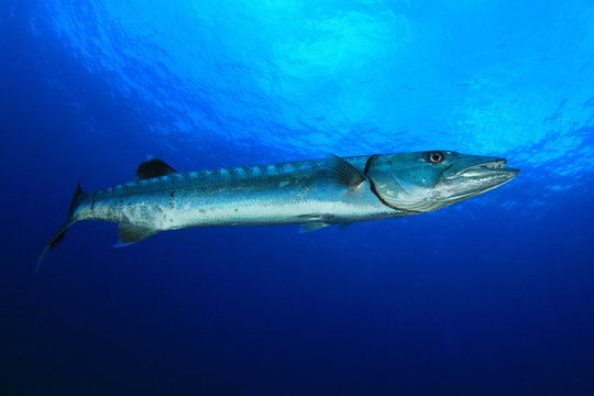 Great Barracuda fish