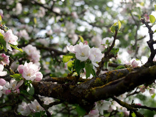 Baumblüte