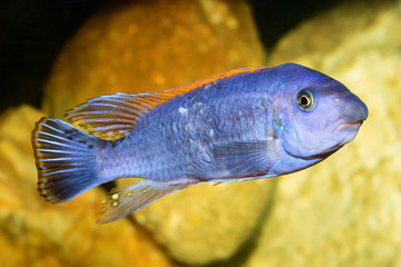 Cichlid fish