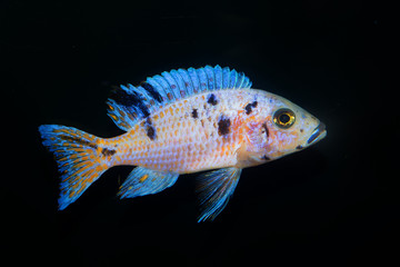 Fototapeta premium Cichlid fish