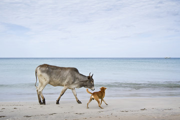 Cattle with barking dog in Uppuveli beach, Sri Lanka