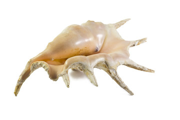 shell on a white background