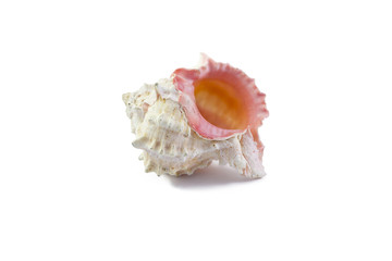 shell on a white background