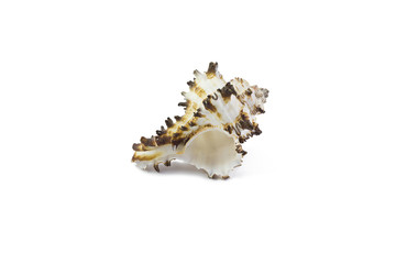 shell on a white background