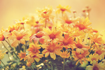 Vintage flowers after rain at sunset