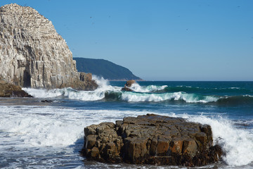 Fototapeta na wymiar Seabird Colonies on the Coast of Chile