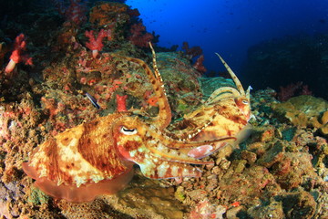 Pair of Cuttlefish on coral reef