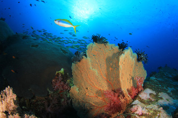 Fototapeta na wymiar Coral reef and tropical fish in ocean