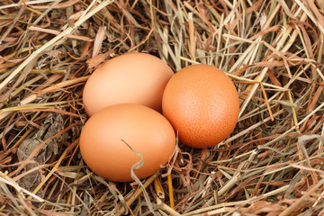 brown eggs at hay nest in chicken farm
