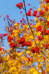 Rowan in autumn