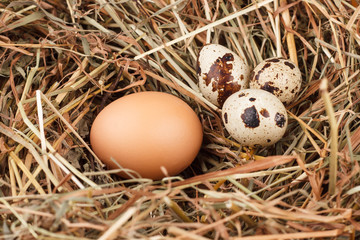 Set chicken and quail eggs on dry grass