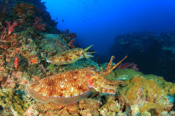Pair of Cuttlefish on coral reef
