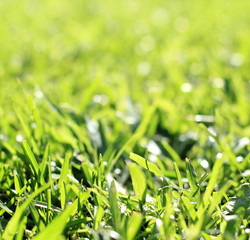 background of natural green grass