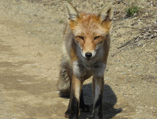 Fototapeta premium Fox went on the road and requires treats