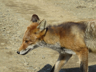 Fox goes about his business