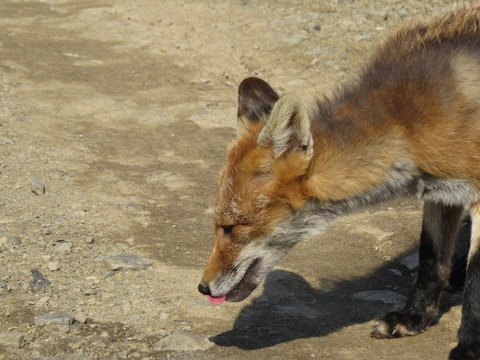 The Fox (Vulpes vulpes) ate the treat and licked